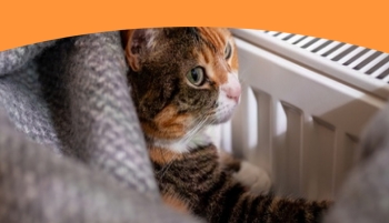 chauffage radiateur chat